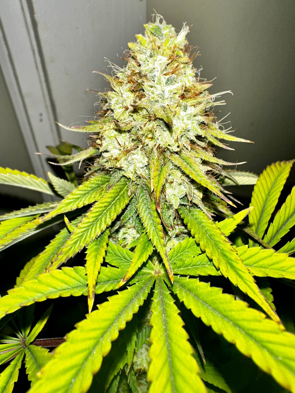 Super NL #2 (B3 CripXmas x NL#2 BX (Authentic Genetics) $9 each - DMOSG
