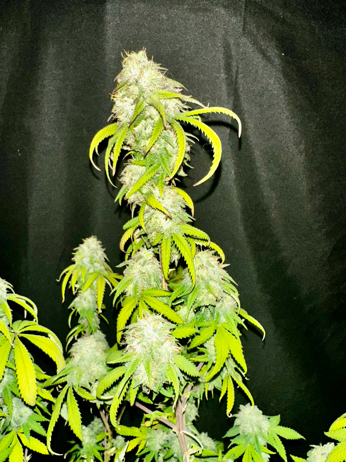 Chocolate Haze Xmas