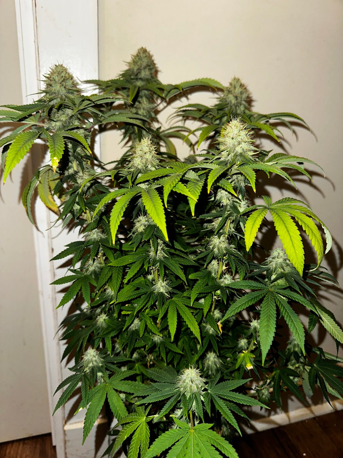 Super NL #2 (B3 CripXmas x NL#2 BX (Authentic Genetics) $9 each - DMOSG