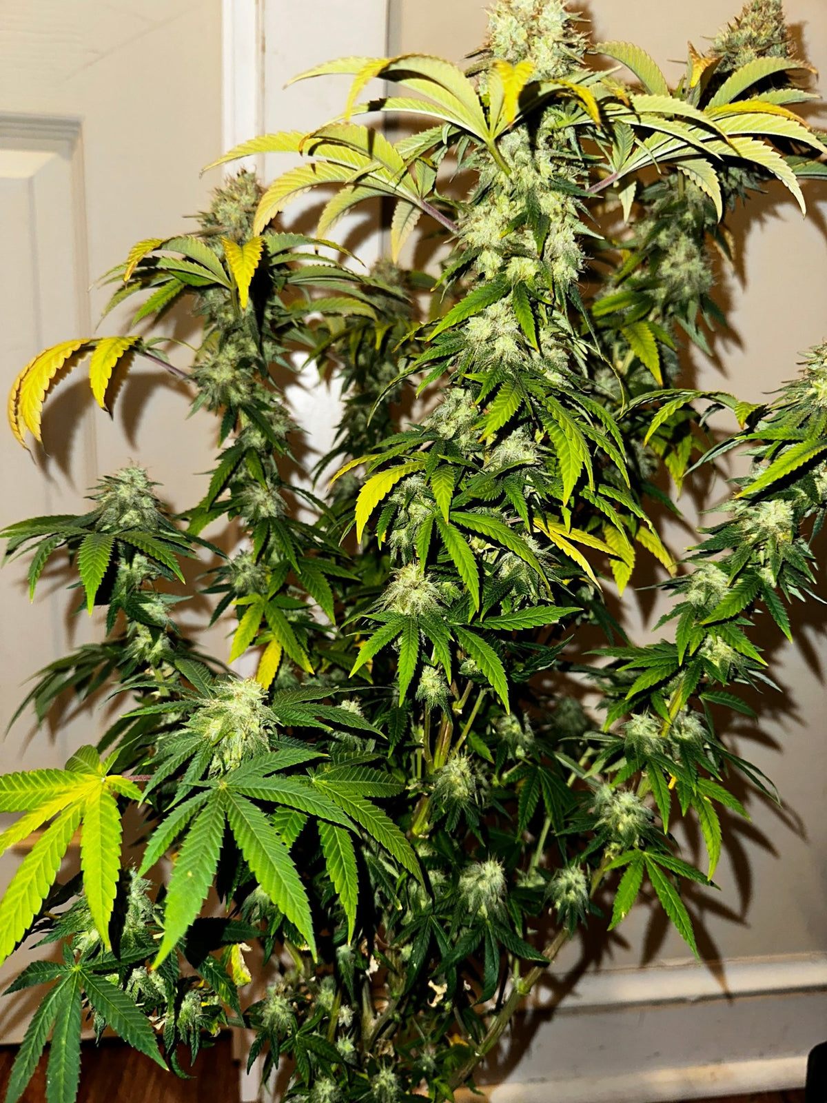 Super NL #2 (B3 CripXmas x NL#2 BX (Authentic Genetics) $9 each - DMOSG