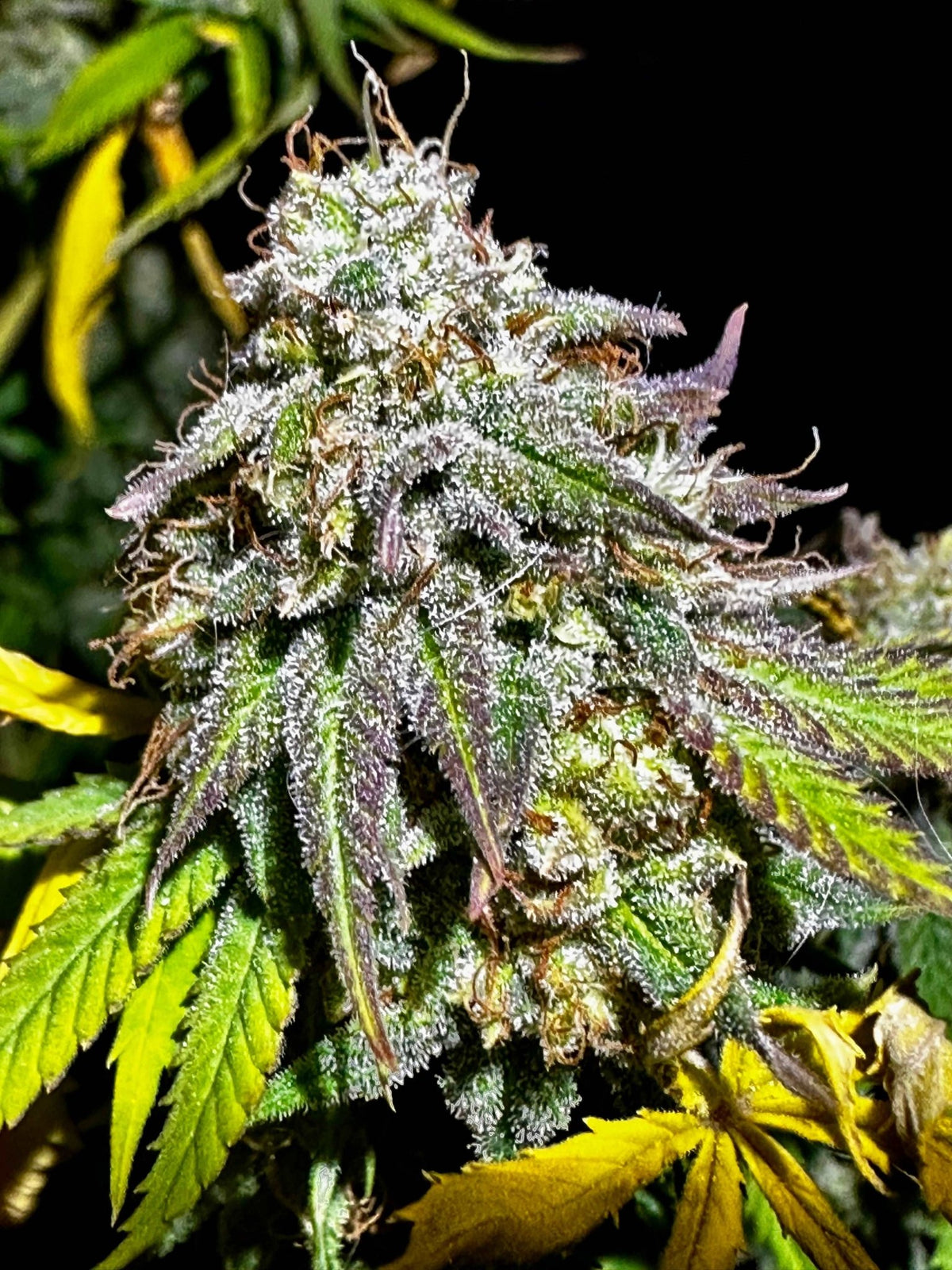 CripXmas B F4 1 reg seed(very limited availability until more are done) $20 each reg seed during review month. - DMOSG
