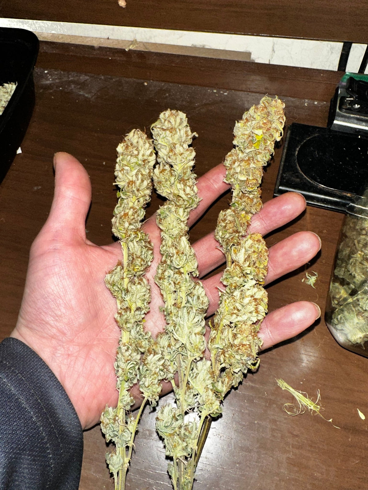 CripXmas A2 F4 S1 (Tampa Crippy x Xmas Bud 79' x PTK x NL#2) $15 each during review month - DMOSG