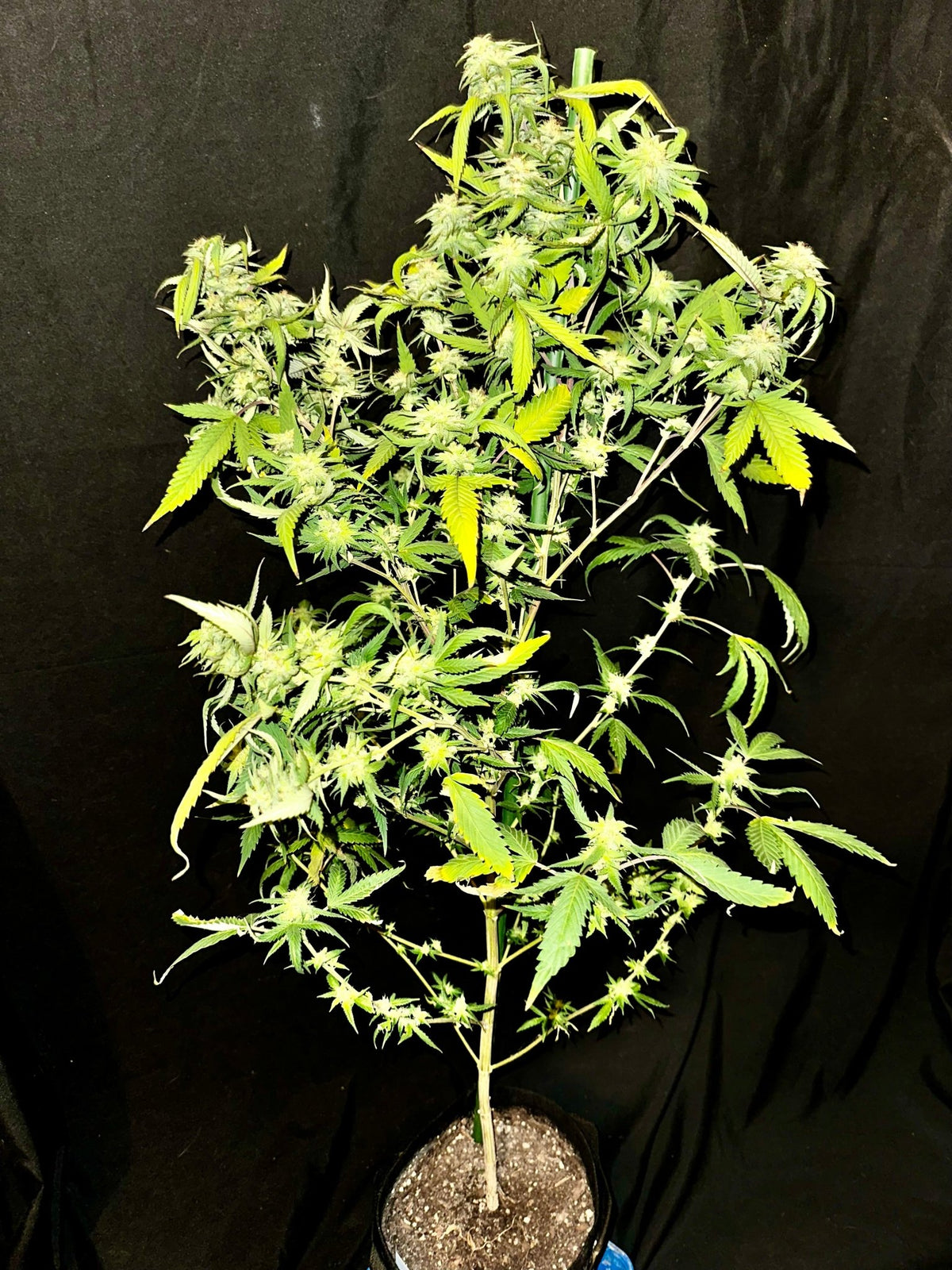 Pressure Skunk (RKS x CripXmas A2 fem) $15 each feminized seed during review month - DMOSG