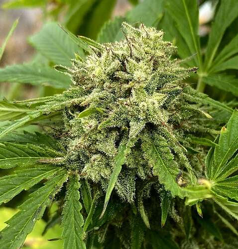 Dankmaster Crippy (CripXmas B4 x IC BX2)