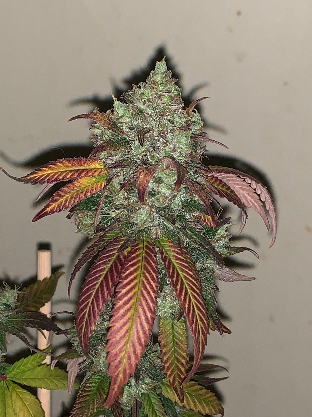 Tampa Crippy B bx2 (Pine Bomb)$16 each. During review month NO DISCOUNT applies. - DMOSG