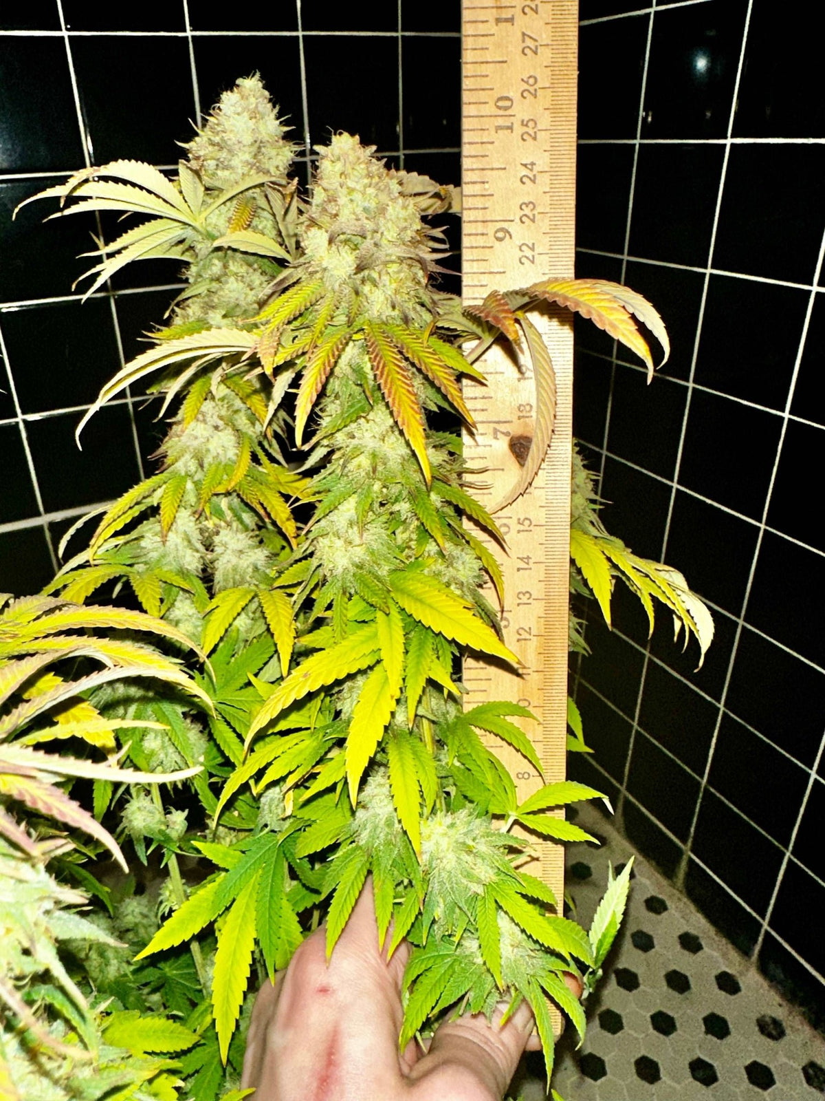 CripXmas B F4 1 reg seed(very limited availability until more are done) $20 each reg seed during review month. - DMOSG