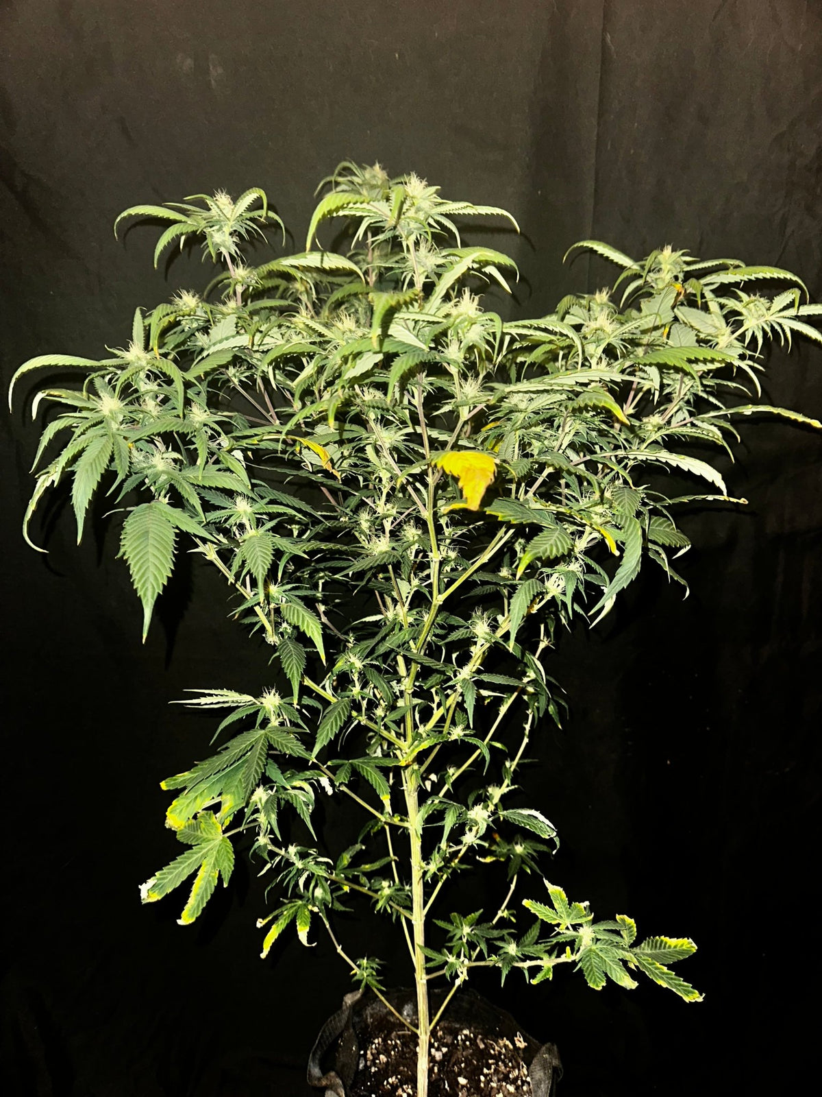Pressure Skunk (RKS x CripXmas A2 fem) $15 each feminized seed during review month - DMOSG
