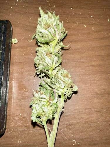 Pressure Skunk (RKS x CripXmas A2 fem) $15 each feminized seed during review month - DMOSG