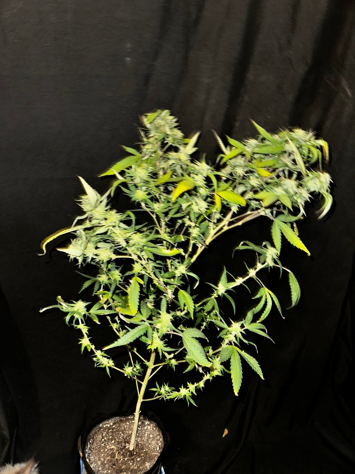 Pressure Skunk (RKS x CripXmas A2 fem) $15 each feminized seed during review month - DMOSG