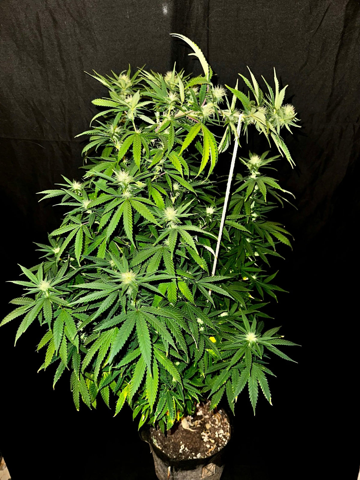 CripXmas A2 F4 S1 (Tampa Crippy x Xmas Bud 79' x PTK x NL#2) $15 each during review month - DMOSG