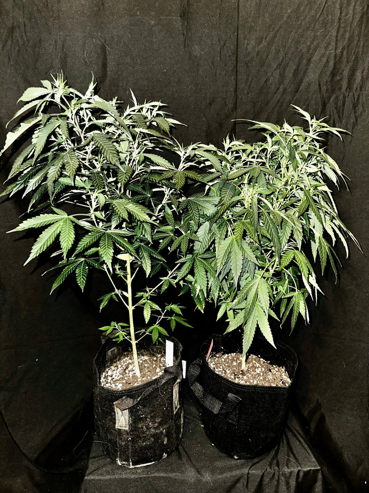 Pressure Skunk (RKS x CripXmas A2 fem) $15 each feminized seed during review month - DMOSG