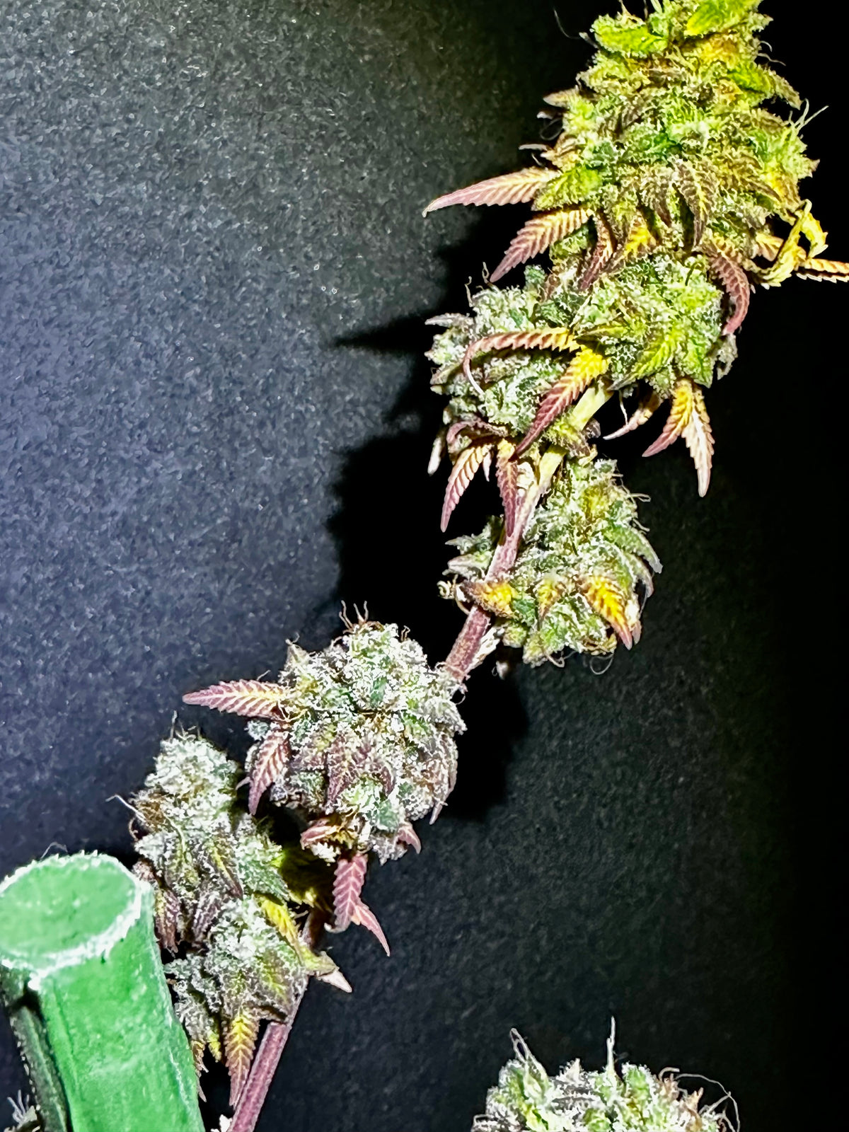 TC A BX2 F6 'Sigma Crippy'
