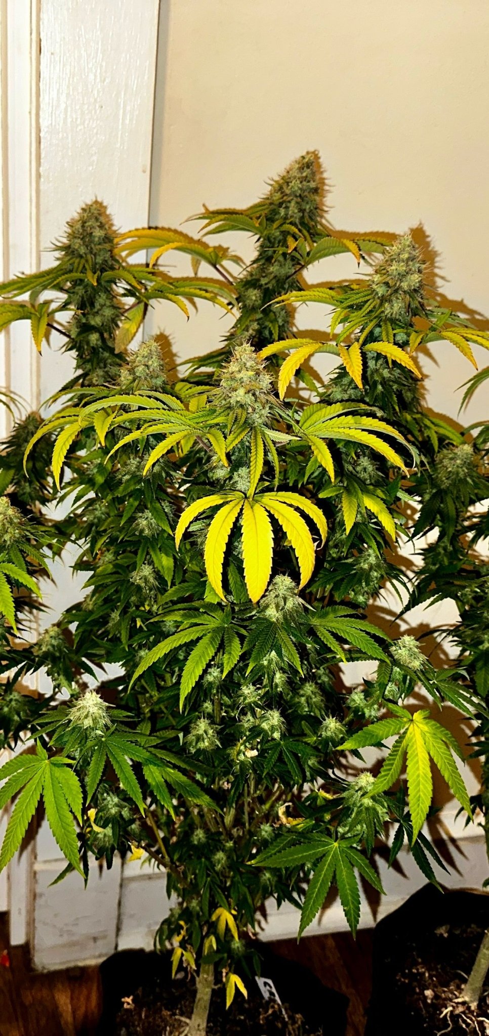 Super NL #2 (B3 CripXmas x NL#2 BX (Authentic Genetics) $9 each - DMOSG