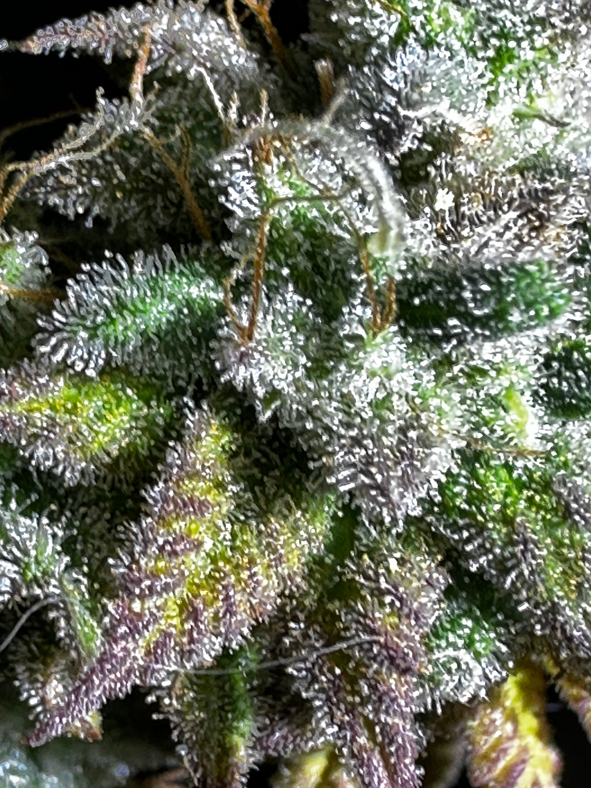 TC A BX2 F6 'Sigma Crippy'