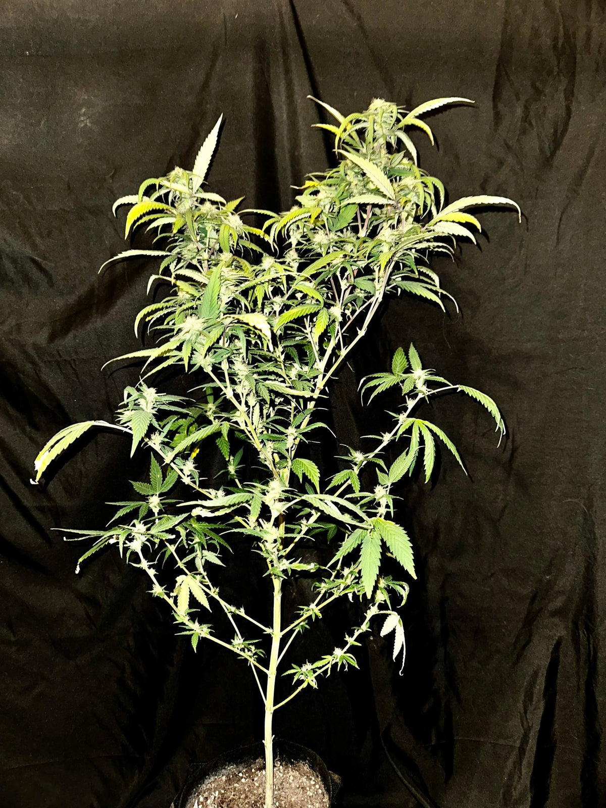 Pressure Skunk (RKS x CripXmas A2 fem) $15 each feminized seed during review month - DMOSG