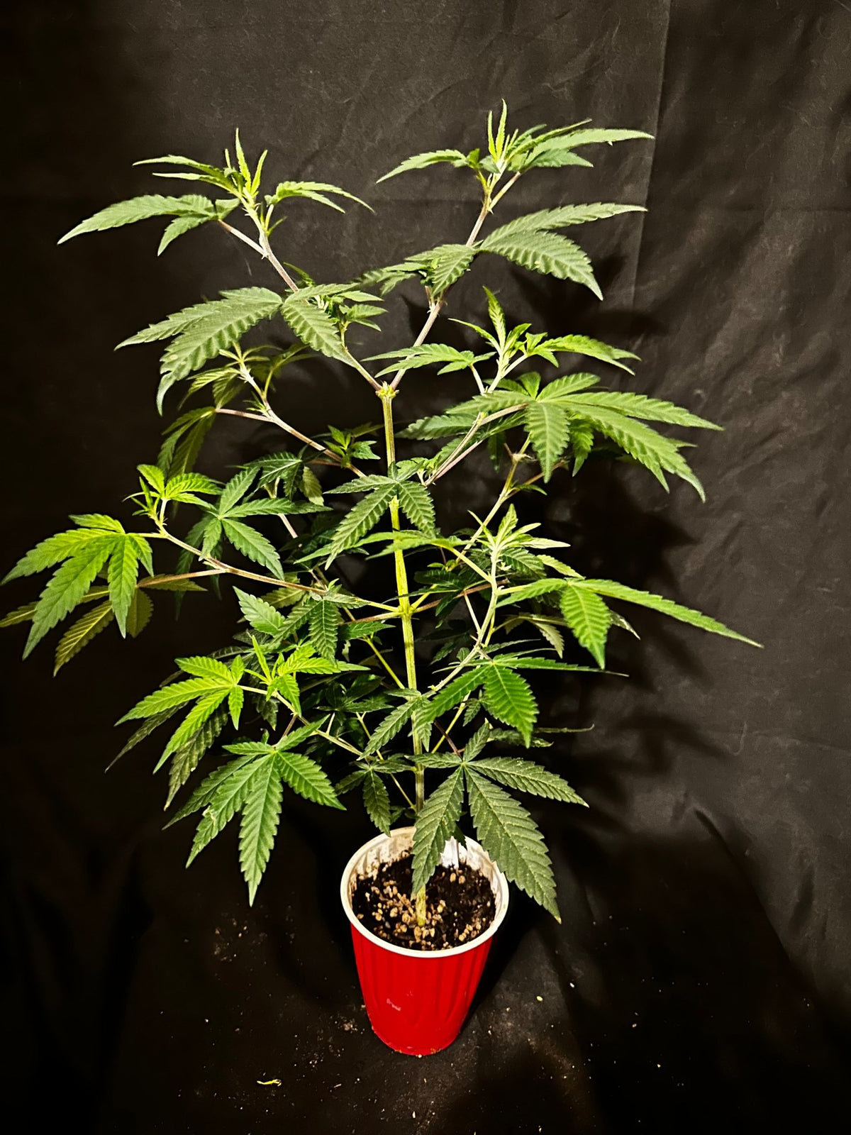 Tampa Crippy B bx2 (Pine Bomb)$16 each. During review month NO DISCOUNT applies. - DMOSG