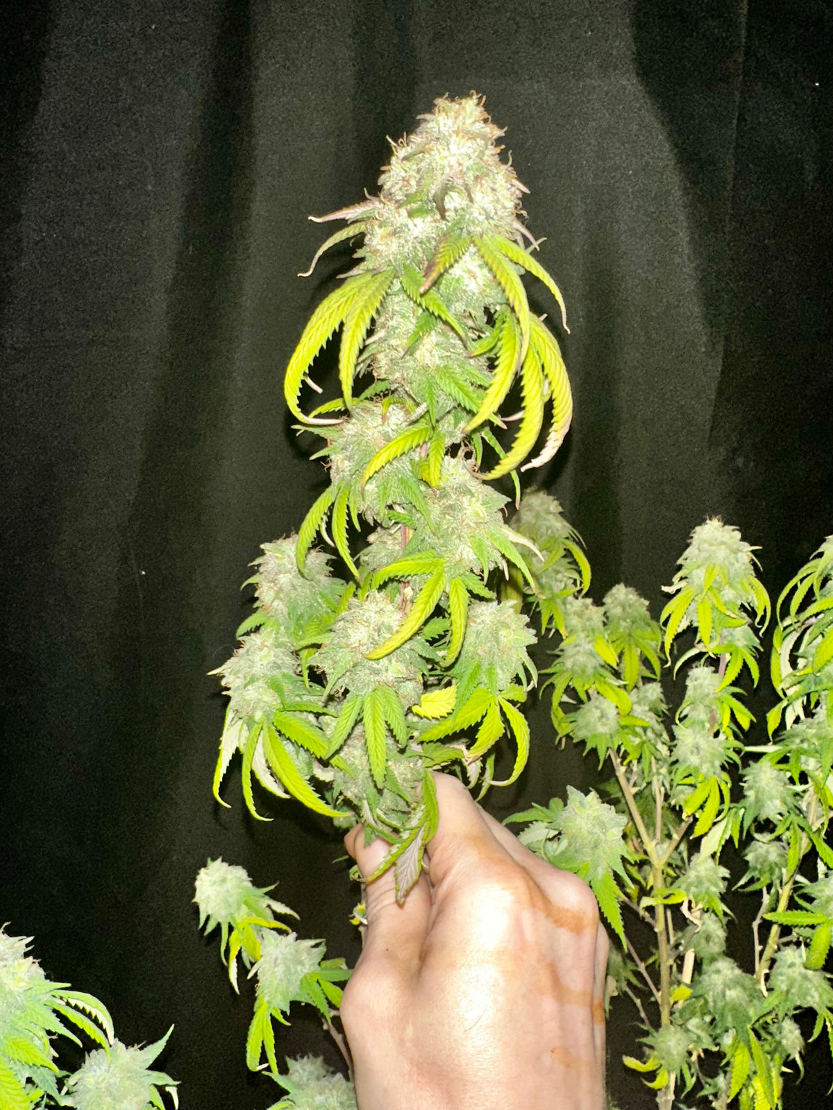 Chocolate Haze Xmas