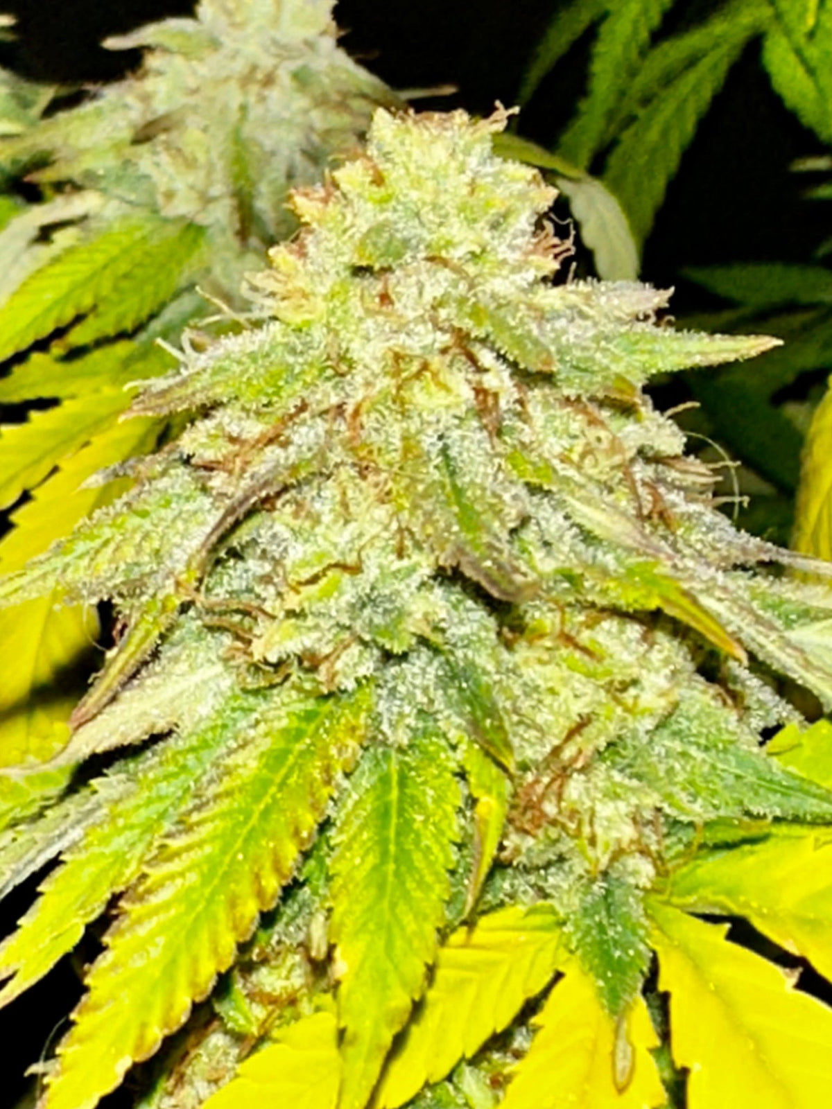Super NL #2 (B3 CripXmas x NL#2 BX (Authentic Genetics) $9 each - DMOSG
