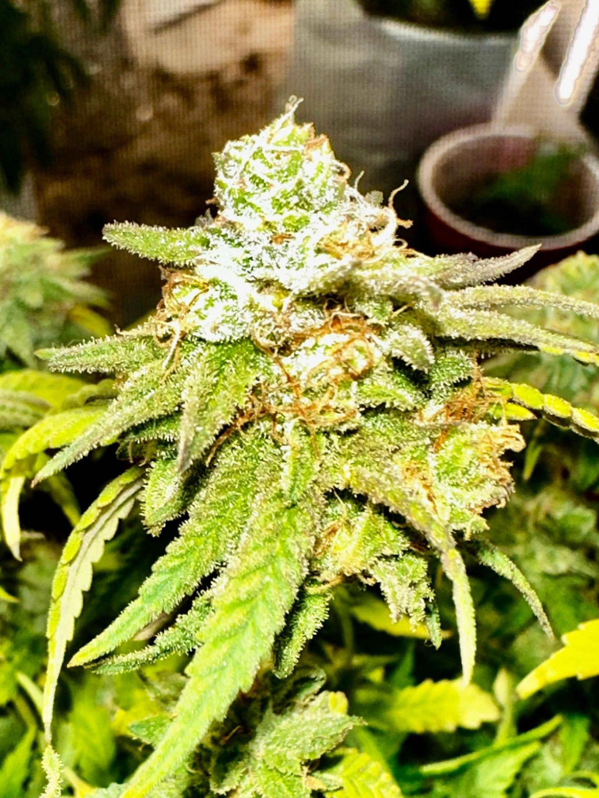 Double CripXmas $14 each reg seed during review month - DMOSG
