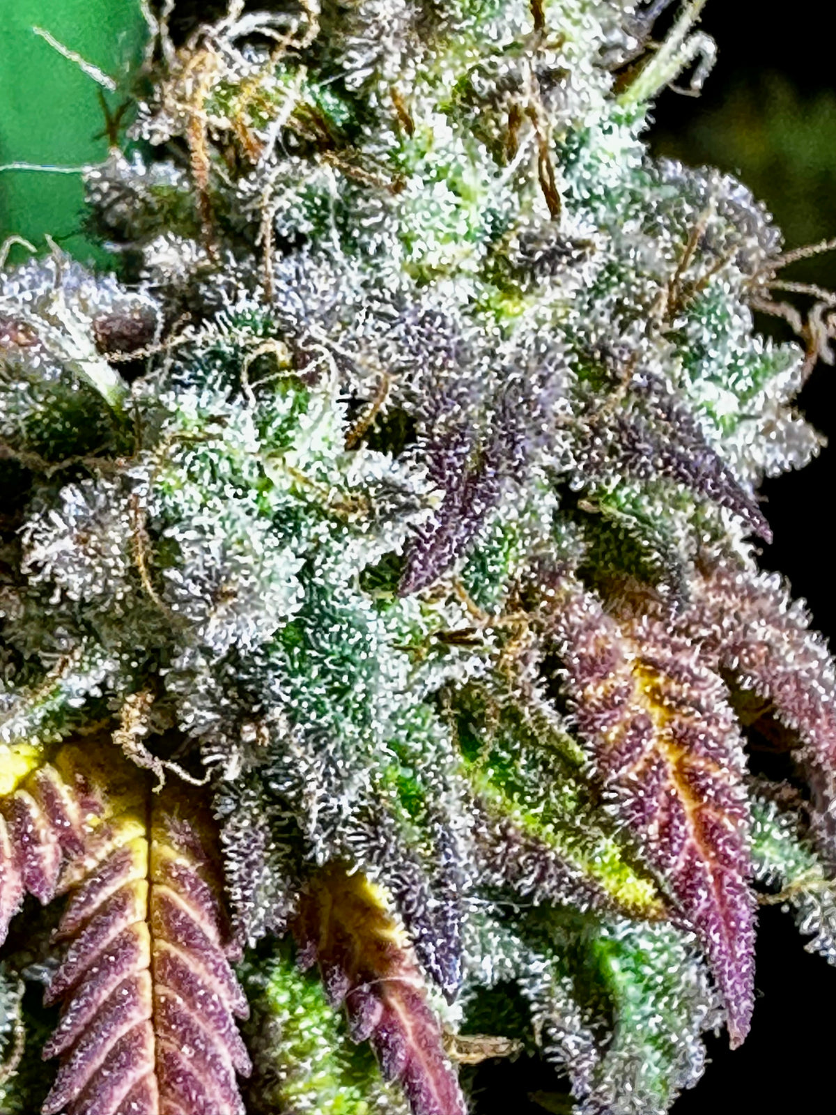 TC A BX2 F6 'Sigma Crippy'