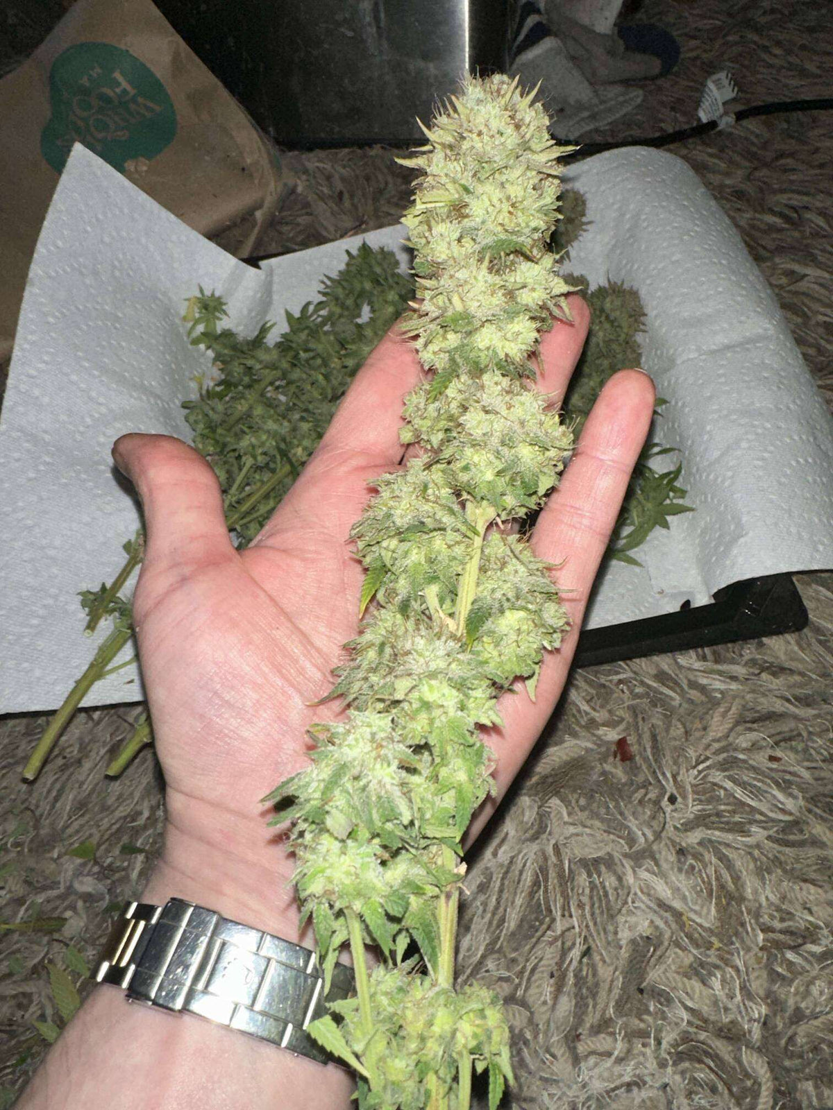 CripXmas B F4 1 reg seed(very limited availability until more are done) $20 each reg seed during review month. - DMOSG