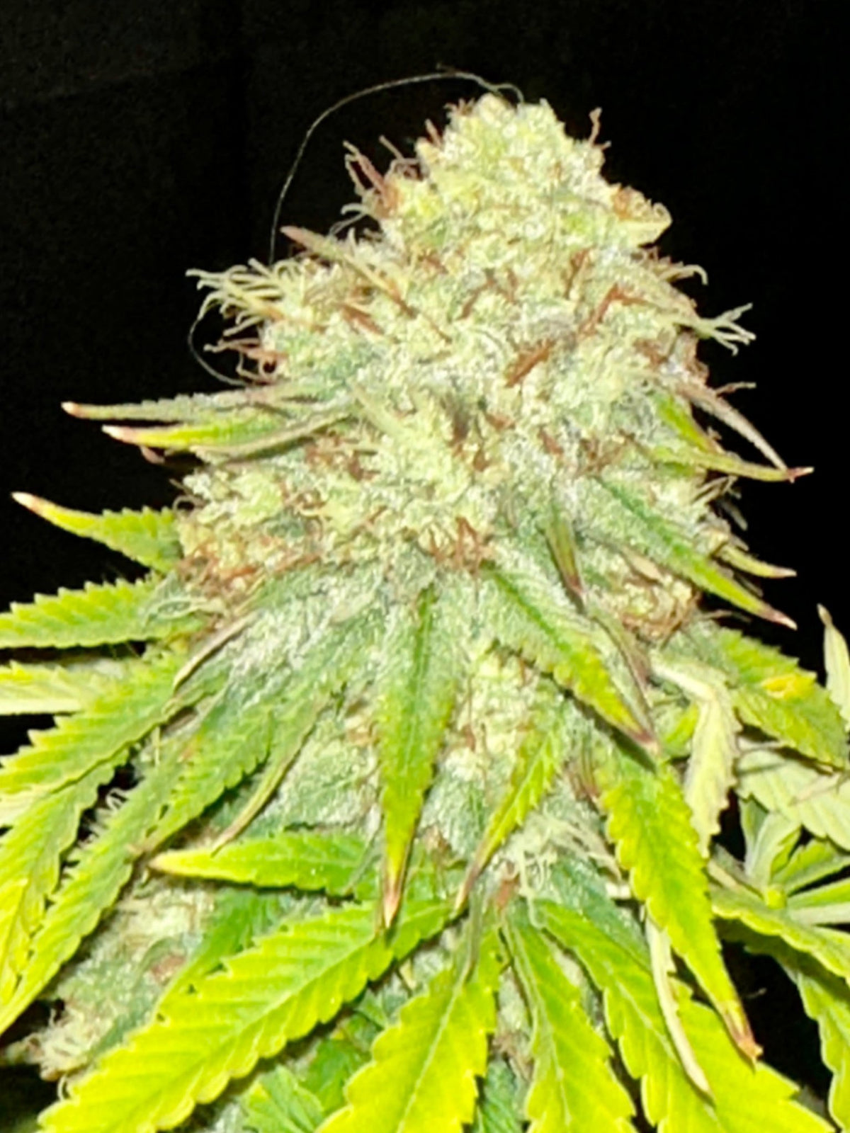 Super NL #2 (B3 CripXmas x NL#2 BX (Authentic Genetics) $9 each - DMOSG