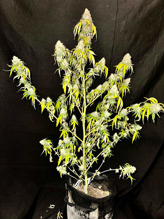FREE BONUS SEED with every order - DMOSG