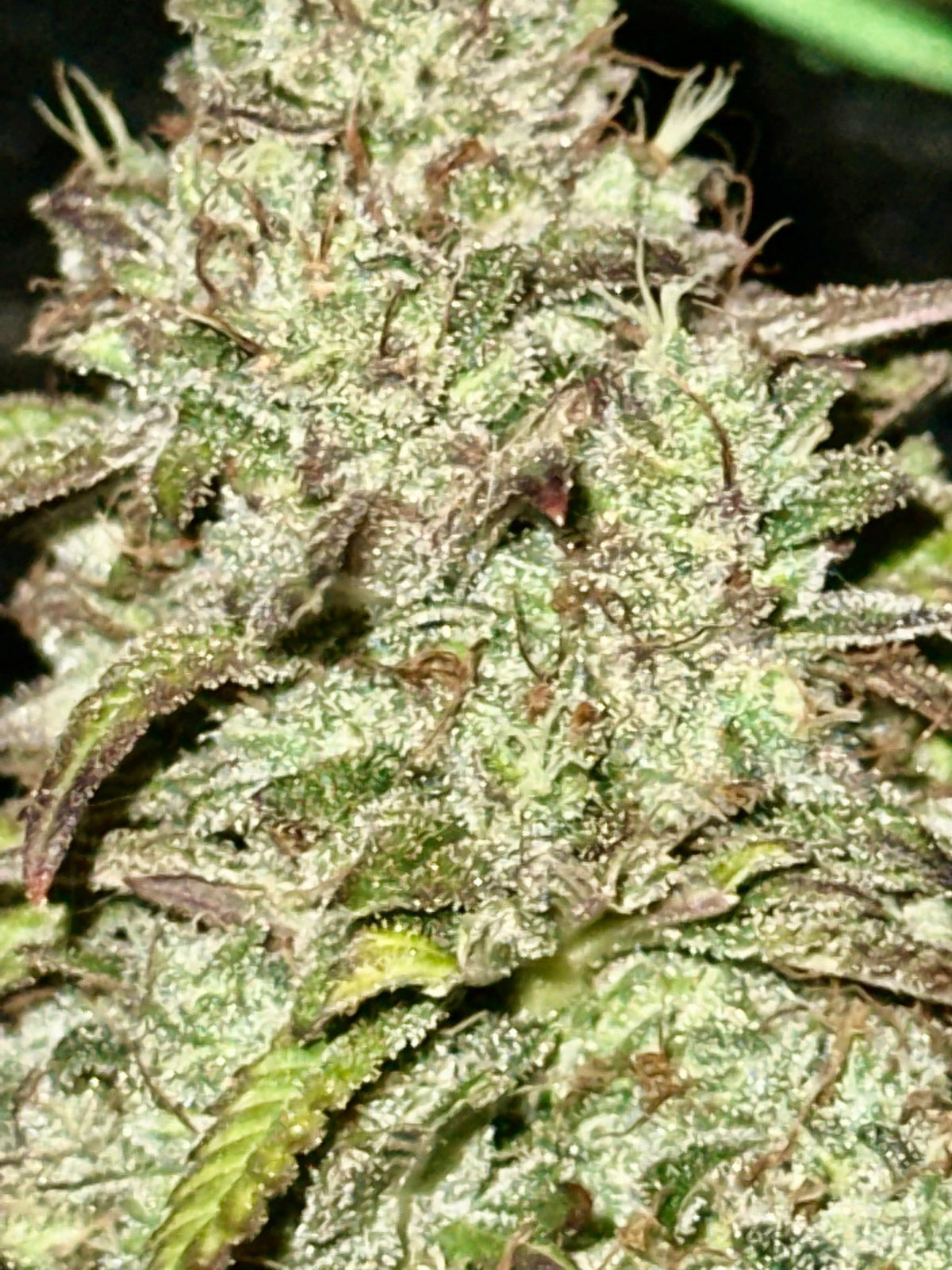 Tampa Crippy B bx2 (Pine Bomb)$16 each. During review month NO DISCOUNT applies. - DMOSG