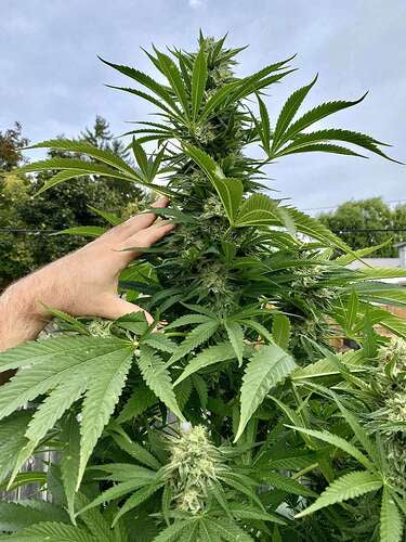 Dankmaster Crippy (CripXmas B4 x IC BX2)