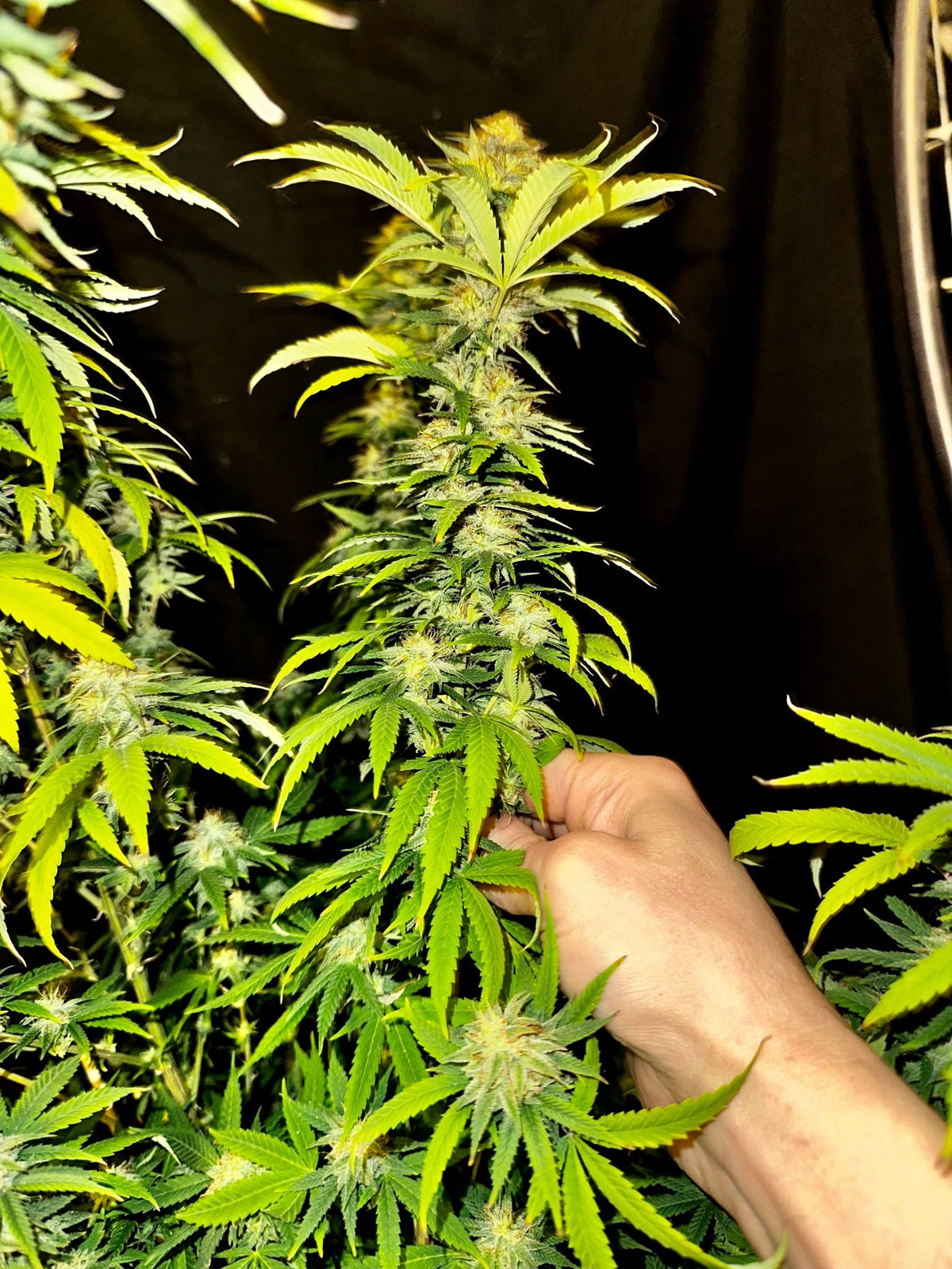 CripXmas A2 F4 S1 (Tampa Crippy x Xmas Bud 79' x PTK x NL#2) $15 each during review month - DMOSG