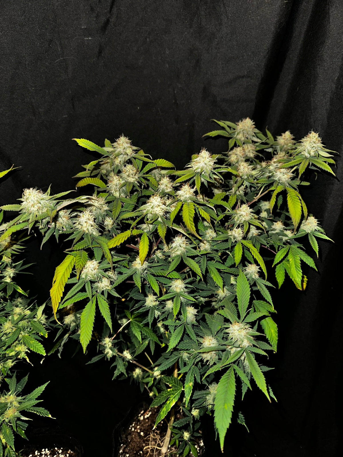 Tampa Crippy B bx2 (Pine Bomb)$16 each. During review month NO DISCOUNT applies. - DMOSG