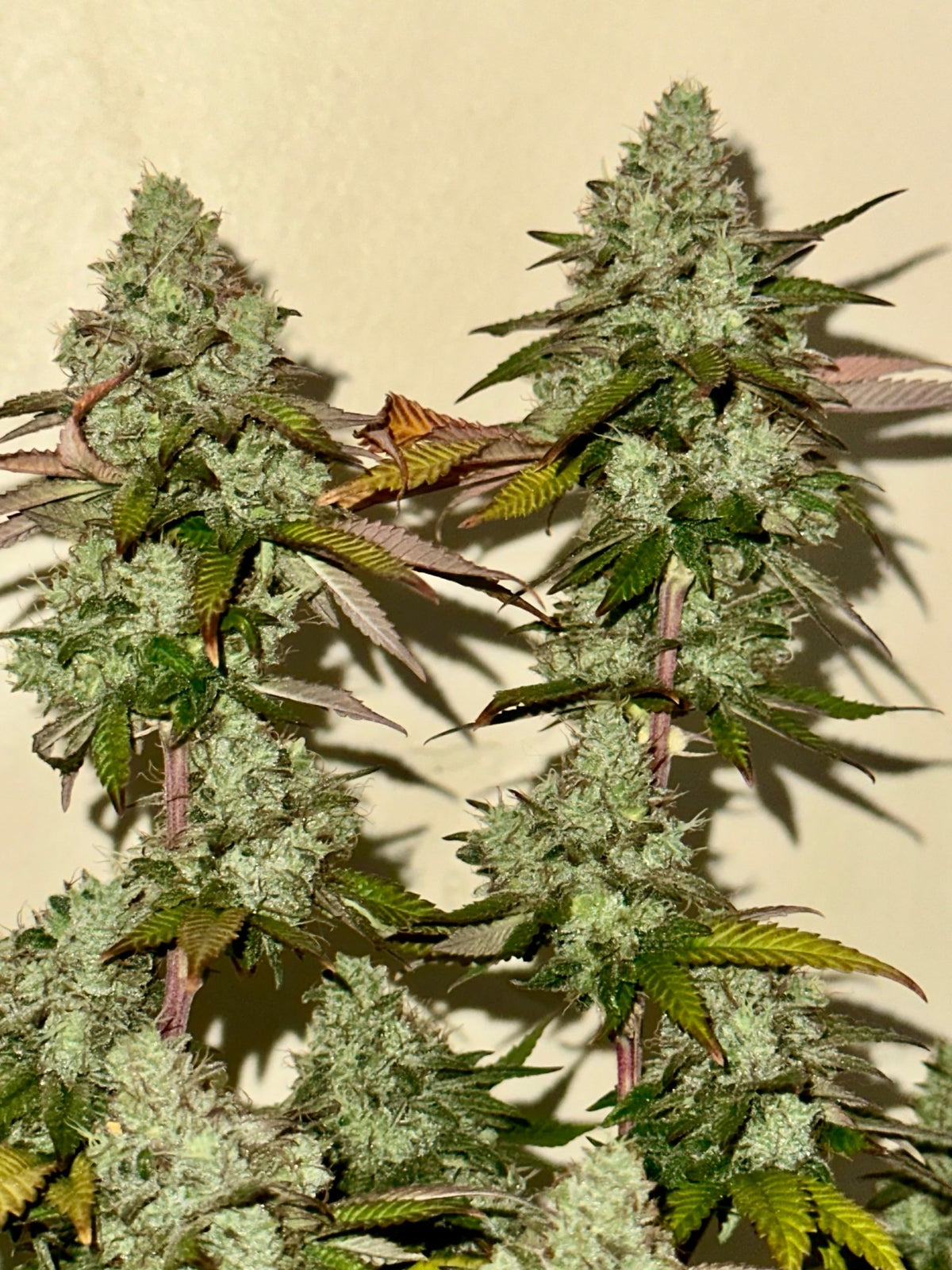 Tampa Crippy B bx2 (Pine Bomb)$16 each. During review month NO DISCOUNT applies. - DMOSG