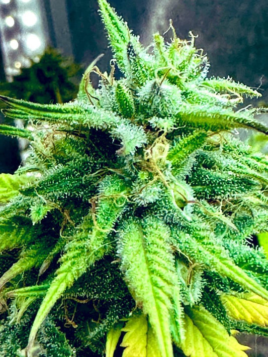 Pressure Skunk (RKS x CripXmas A2 fem) $15 each feminized seed during review month - DMOSG