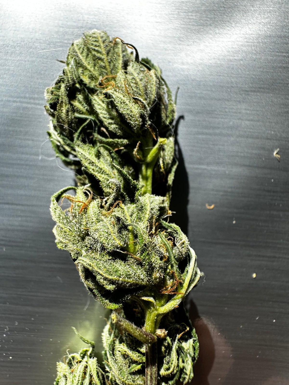 Pressure Skunk (RKS x CripXmas A2 fem) $15 each feminized seed during review month - DMOSG