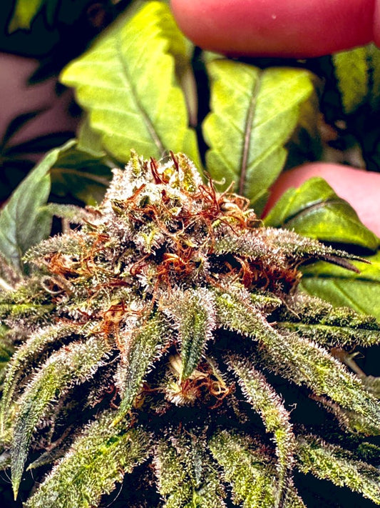 CripXmas A2 F4 S1 (Tampa Crippy x Xmas Bud 79' x PTK x NL#2)