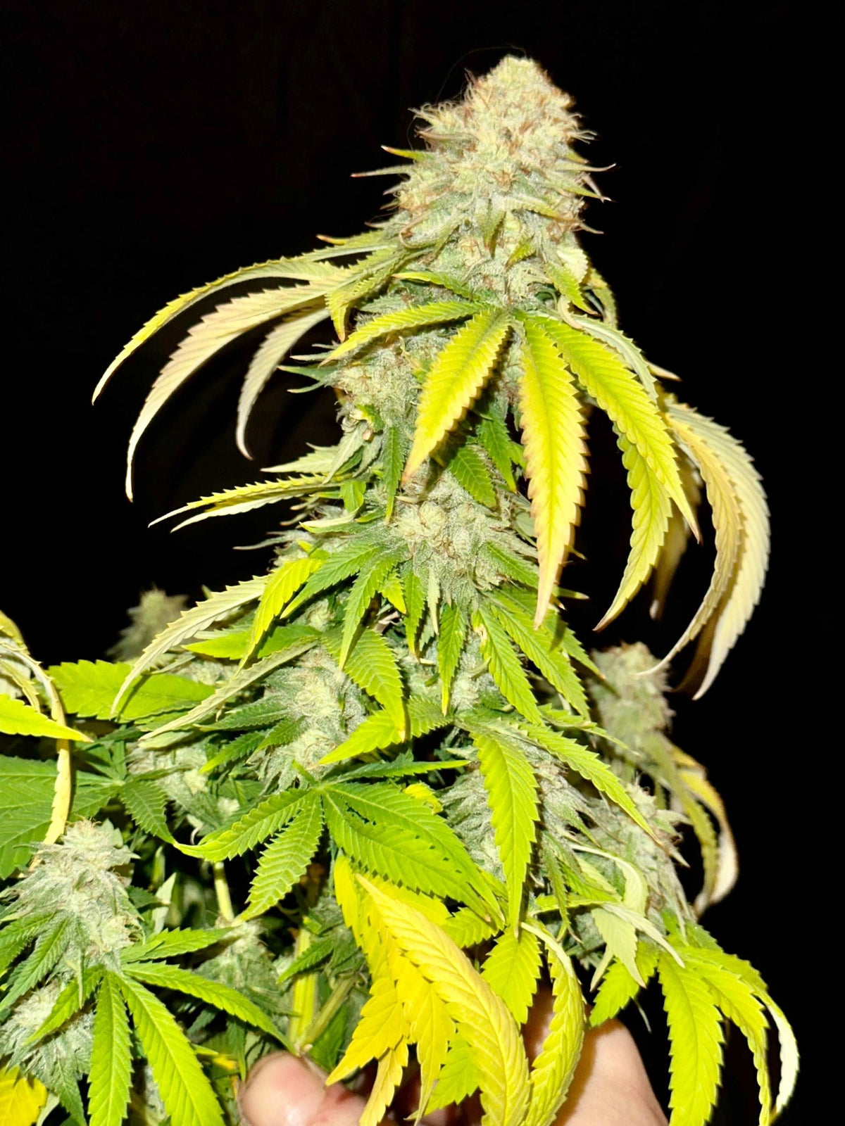 CripXmas B F4 1 reg seed(very limited availability until more are done) $20 each reg seed during review month. - DMOSG