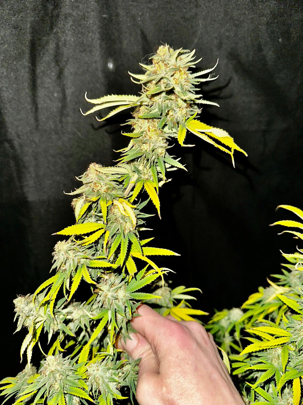 CripXmas A2 F4 S1 (Tampa Crippy x Xmas Bud 79' x PTK x NL#2) $15 each during review month - DMOSG