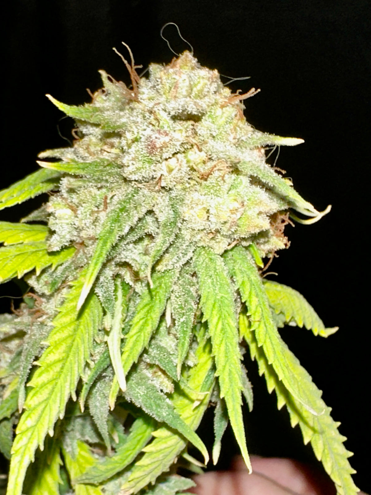CripXmas A x Chocolate Haze Xmas F4
