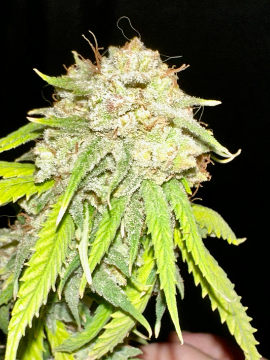 CripXmas A x Chocolate Haze Xmas F4
