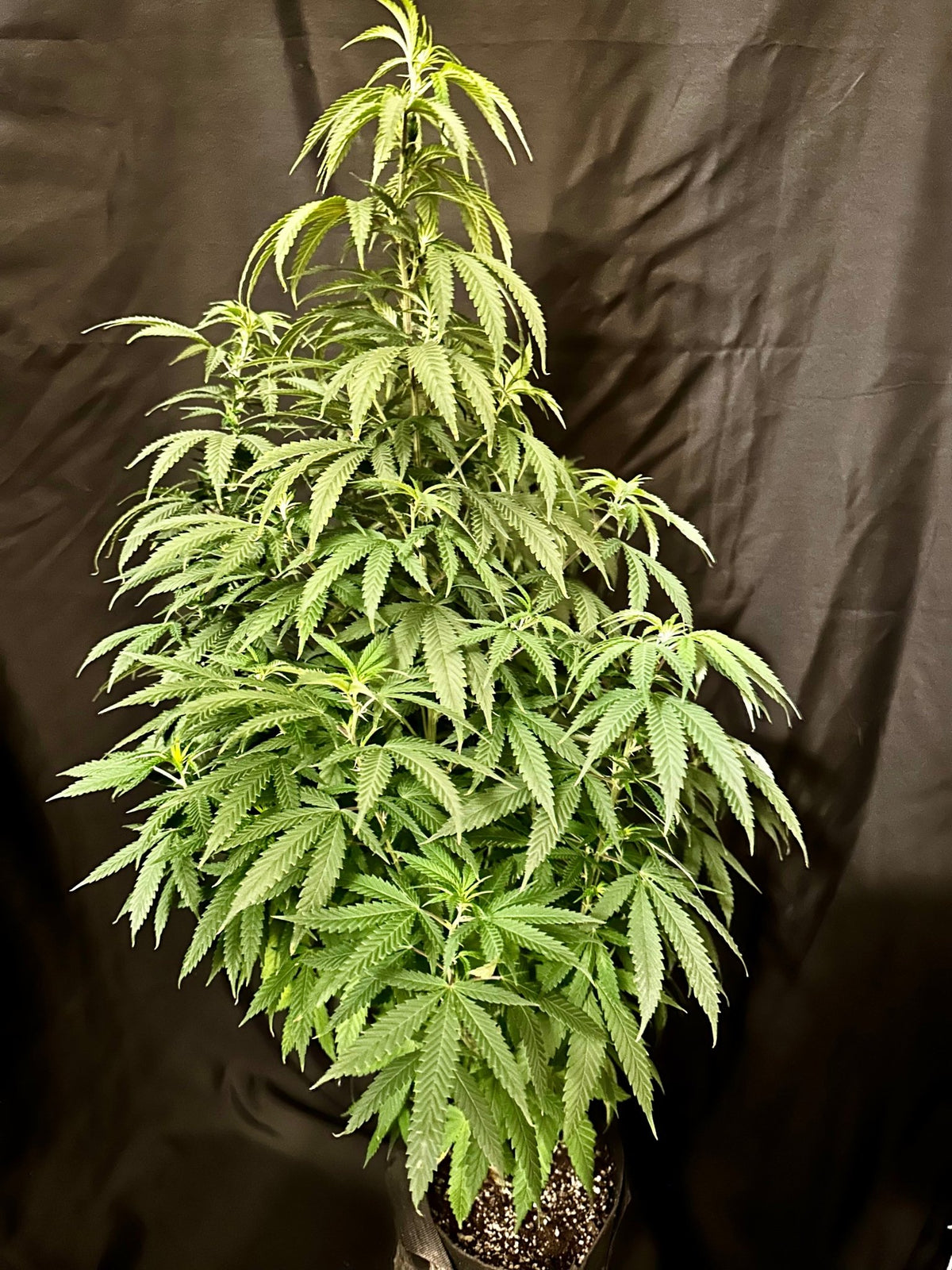 CripXmas A2 F4 S1 (Tampa Crippy x Xmas Bud 79' x PTK x NL#2) $15 each during review month - DMOSG
