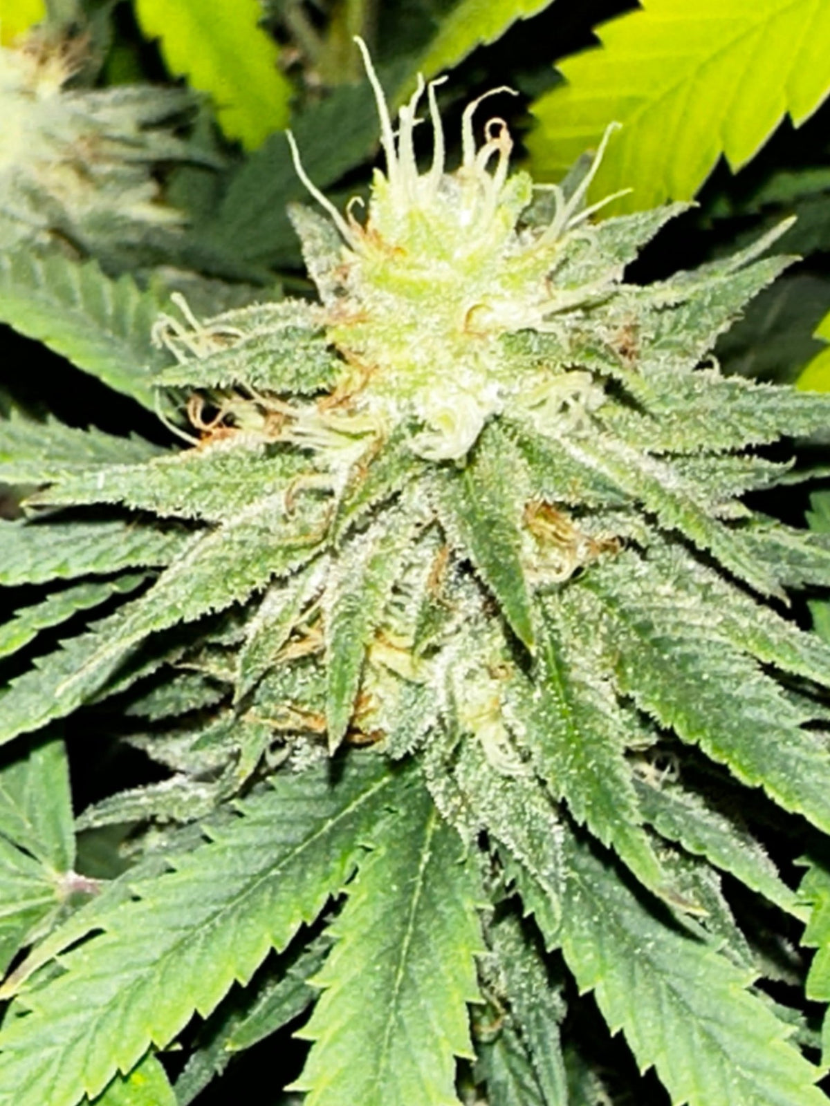CripXmas A2 F4 S1 (Tampa Crippy x Xmas Bud 79' x PTK x NL#2) $15 each during review month - DMOSG