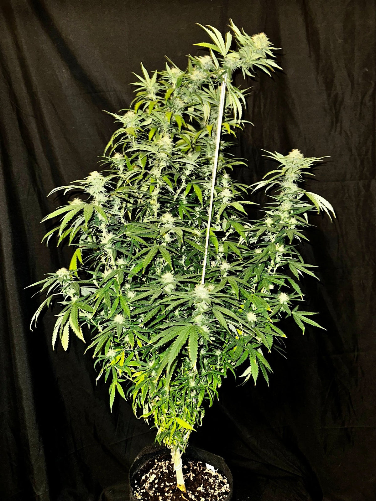 CripXmas A2 F4 S1 (Tampa Crippy x Xmas Bud 79' x PTK x NL#2) $15 each during review month - DMOSG