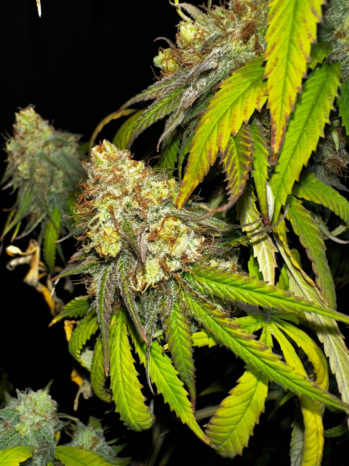 FREE BONUS SEED with every order - DMOSG