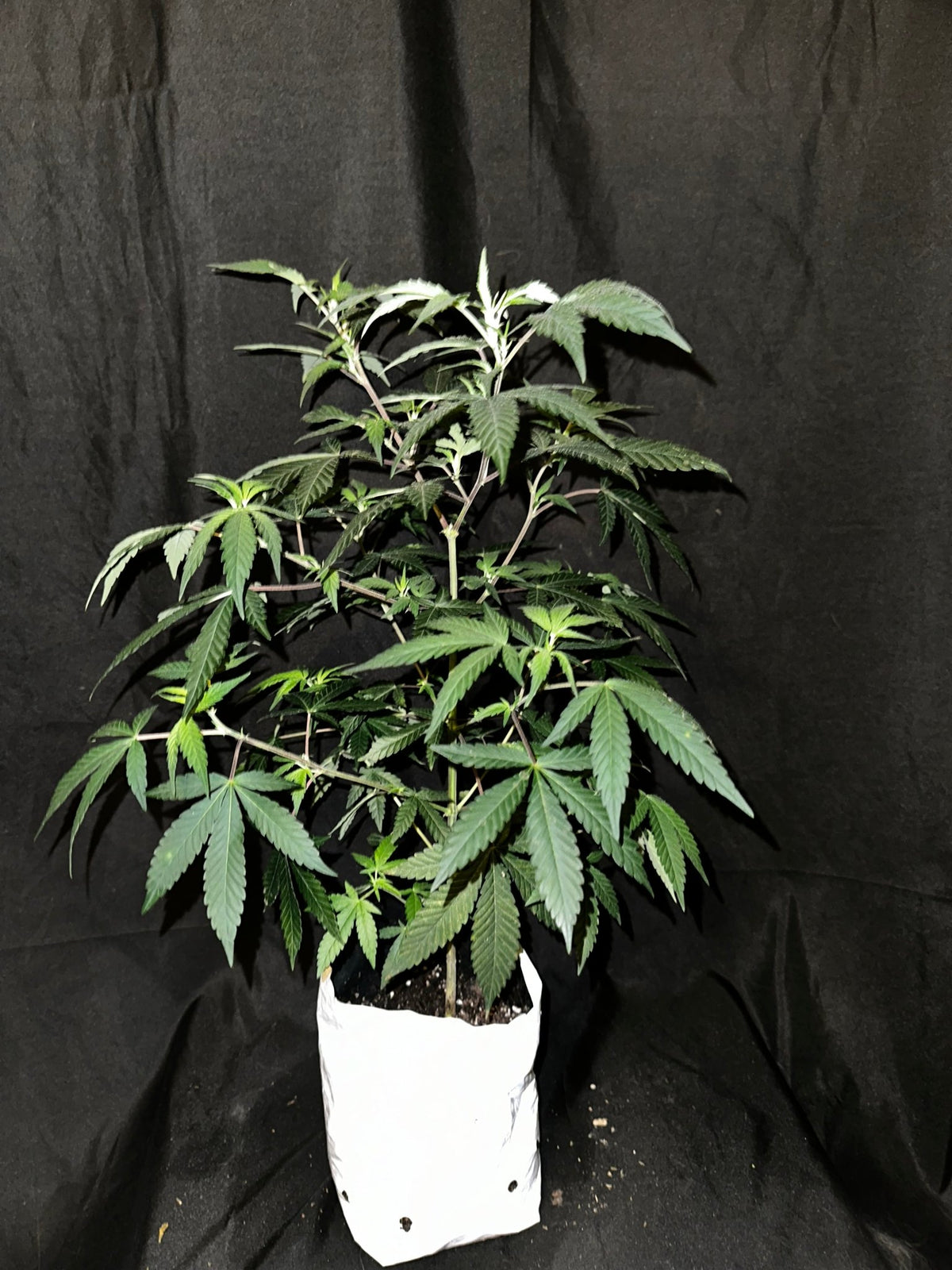 Tampa Crippy B bx2 (Pine Bomb)$16 each. During review month NO DISCOUNT applies. - DMOSG