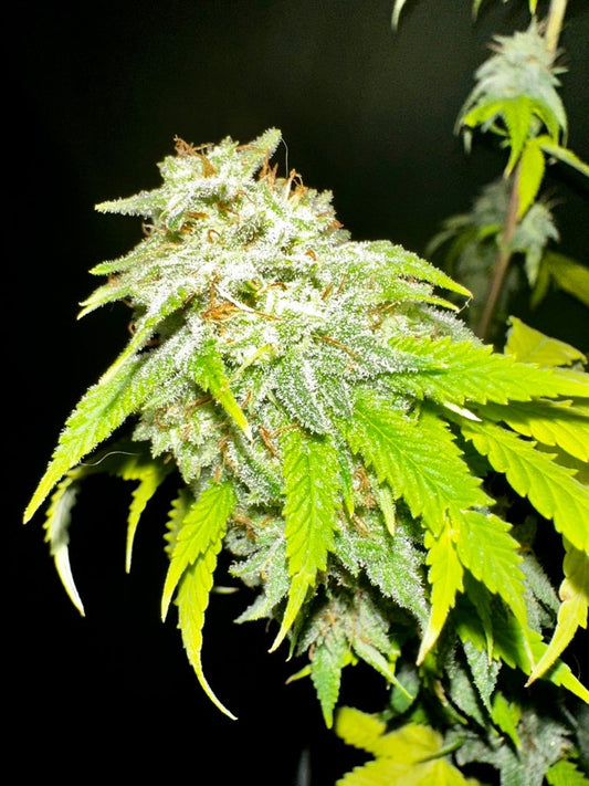 Dankmaster Crippy (CripXmas B4 x IC BX2)