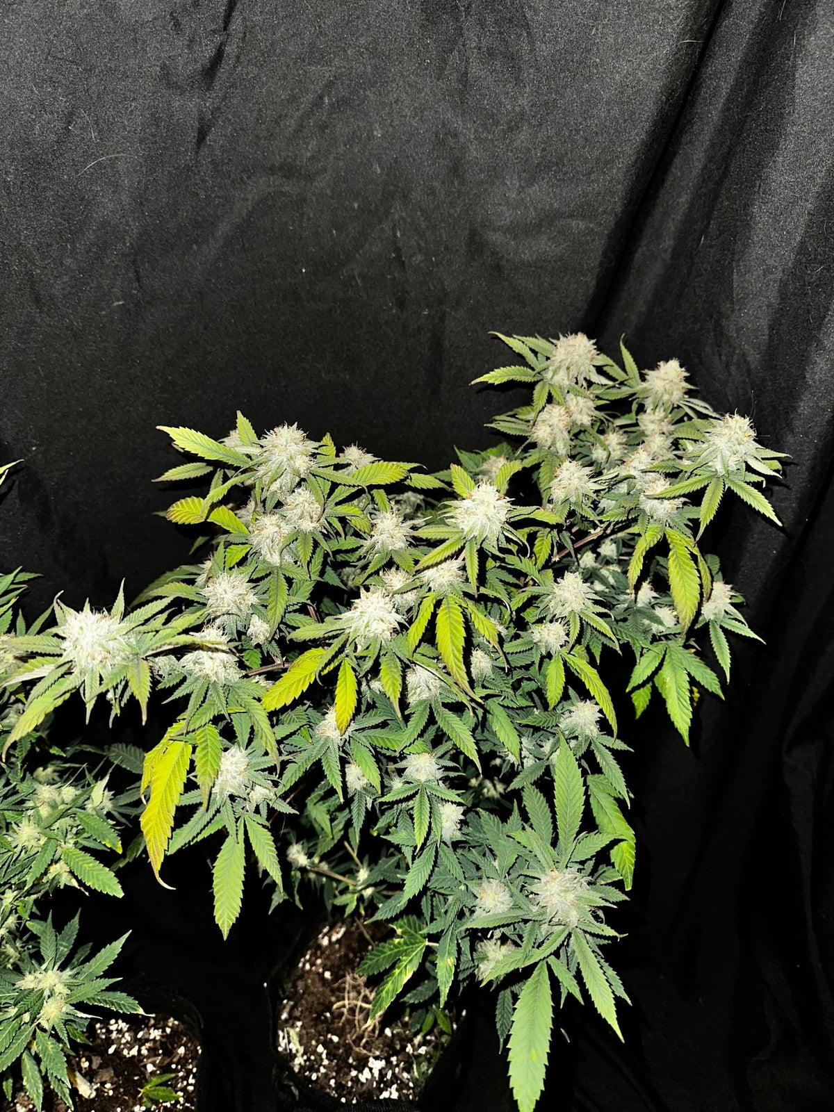 Tampa Crippy B bx2 (Pine Bomb)$16 each. During review month NO DISCOUNT applies. - DMOSG