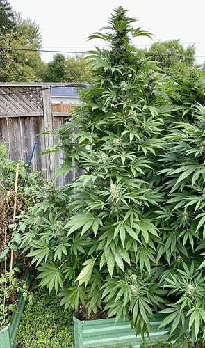 Dankmaster Crippy (CripXmas B4 x IC BX2)