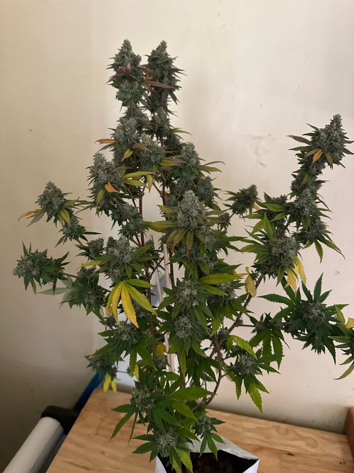 Tampa Crippy B bx2 (Pine Bomb)$16 each. During review month NO DISCOUNT applies. - DMOSG