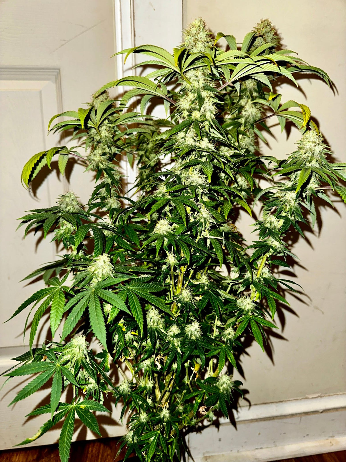 Super NL #2 (B3 CripXmas x NL#2 BX (Authentic Genetics) $9 each - DMOSG