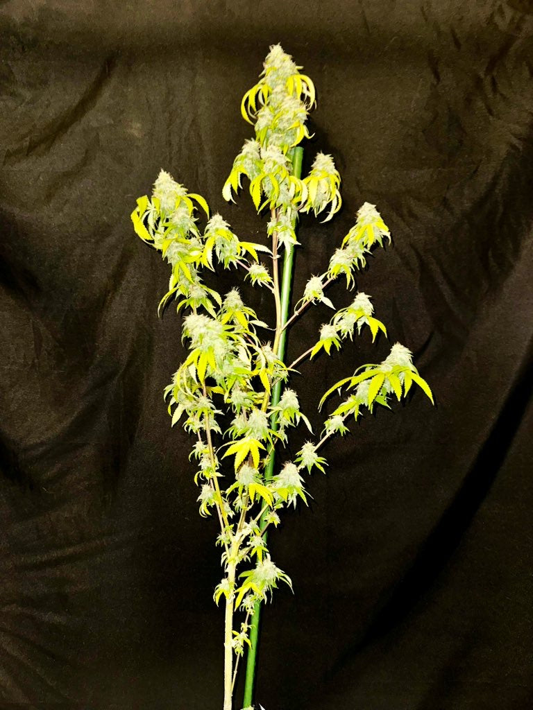 Dankmaster Crippy (CripXmas B4 x IC BX2)